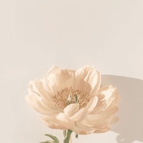 1b29bb823d9fe8c039dc6546d6bbf77f 280x280 1